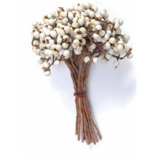 TALLOW BERRIES Natural  6"-8"